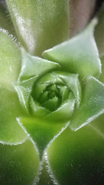 Macro green succulent cactus meremajakan close-up untuk latar belakang — Stok Foto