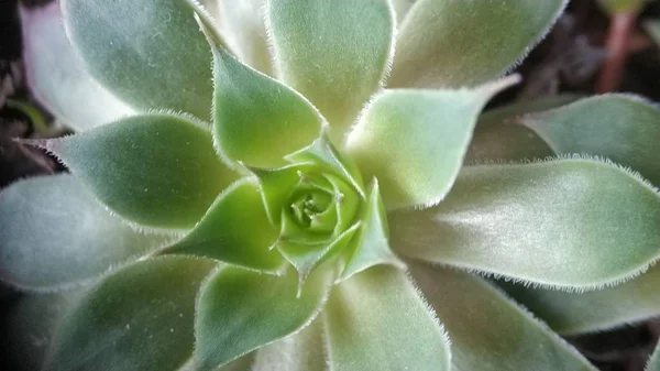 Macro green succulent cactus meremajakan close-up untuk latar belakang — Stok Foto