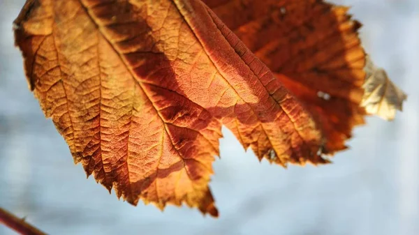 Makro foto av torra löv på en vinter bakgrund — Stockfoto