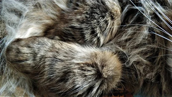 Wool hairs of fluffy Siberian cat close up
