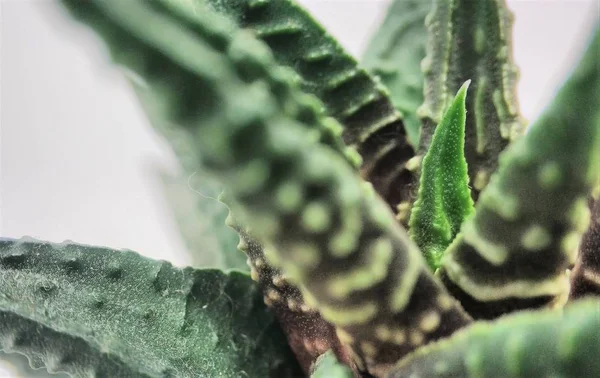 Beyaz arka plan makro closeup üzerinde Haworthia sulu kaktüs — Stok fotoğraf
