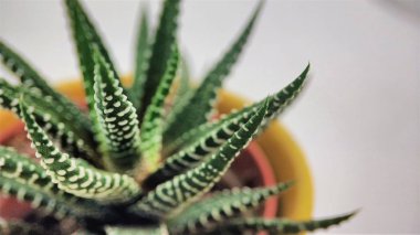 Beyaz arka planda haworthia sulu kaktüs makro closeup