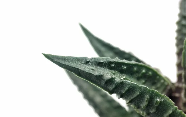 Haworthia saftige Kakteen Makro-Nahaufnahme auf weißem Hintergrund — Stockfoto