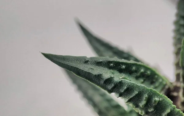Hahonoria šťavnaté kaktuss makro zaostřená na bílém pozadí — Stock fotografie