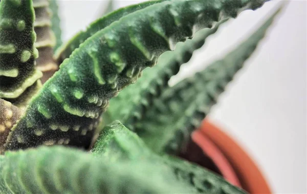 Beyaz arka planda haworthia sulu kaktüs makro closeup — Stok fotoğraf