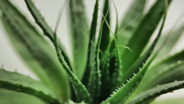 Macro succulento cactus Haworthia primo piano su fondo bianco — Foto Stock