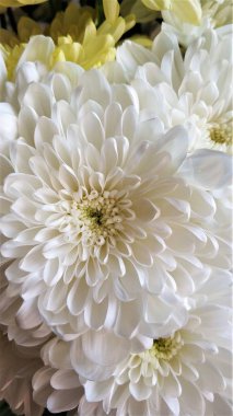 Krizantem çiçek yakın beyaz buket makro