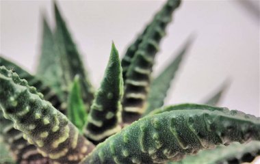 Beyaz arka planda haworthia sulu kaktüs makro closeup