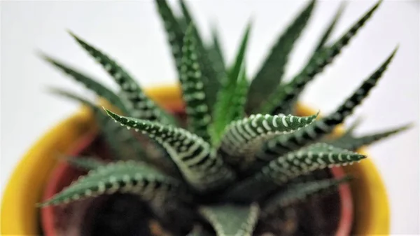 Penutup makro kaktus sukulen Haworthia pada latar belakang putih — Stok Foto