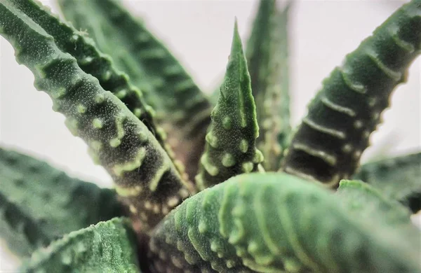 Macro succulento cactus Haworthia primo piano su fondo bianco — Foto Stock