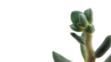 Beyaz arka planda sulu yeşil pachyveria.