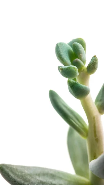 Sappige plant groene pachyveria op witte achtergrond close-up — Stockfoto