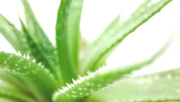 Agavengrüne Pflanze isoliert auf weißem Hintergrund Nahaufnahme — Stockfoto