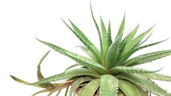 Agave grön växt isolerad på vit bakgrund närbild — Stockfoto