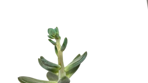 Planta suculenta pachyveria verde sobre fondo blanco de cerca — Foto de Stock