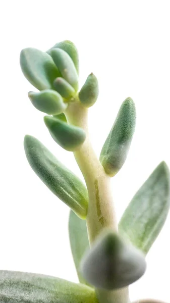 Planta suculenta pachyveria verde sobre fondo blanco de cerca —  Fotos de Stock