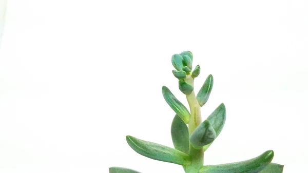 Sukkulente Pflanze grüner Dickhäuter auf weißem Hintergrund Nahaufnahme — Stockfoto