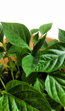 Bahar fidesi. Az miktarda biber yetiştirilir. Tohumdan yetişen biber in filizleri.