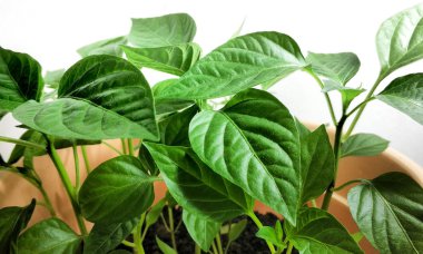 Bahar fidesi. Az miktarda biber yetiştirilir. Tohumdan yetişen biber in filizleri.