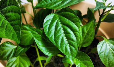 Bahar fidesi. Az miktarda biber yetiştirilir. Tohumdan yetişen biber in filizleri.