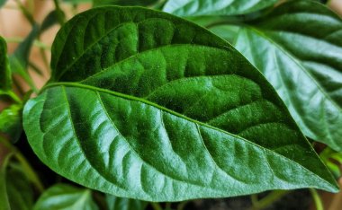 Bahar fidesi. Az miktarda biber yetiştirilir. Tohumdan yetişen biber in filizleri.