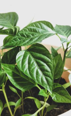 Bahar fidesi. Az miktarda biber yetiştirilir. Tohumdan yetişen biber in filizleri.