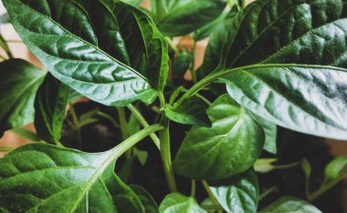 Bahar fidesi. Az miktarda biber yetiştirilir. Tohumdan yetişen biber in filizleri.