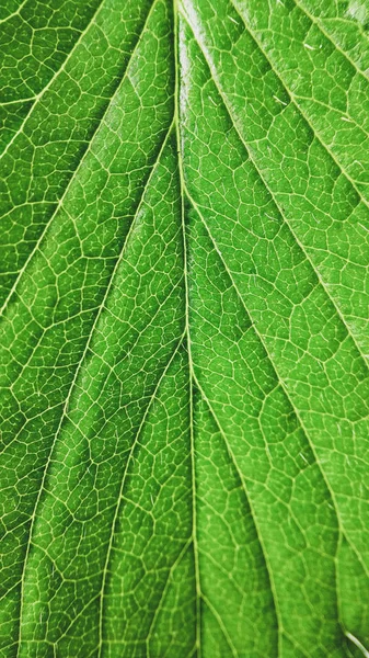 Grön jordgubbsblad närbild på en vit bakgrund. Makro vener — Stockfoto