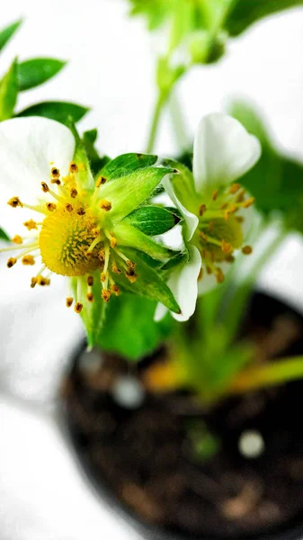 Κοντινά πλάνα φράουλα λουλούδι σε κατσαρόλα. Μη ώριμο βατόμουρο. Μακροεντολή σε λευκό φόντο — Φωτογραφία Αρχείου