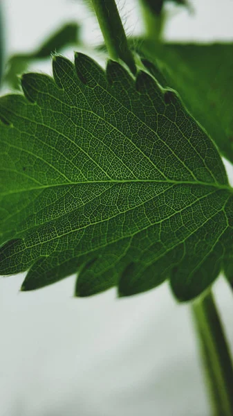 Las hojas de fresa verde se cierran sobre un fondo blanco. Venas macroscópicas —  Fotos de Stock