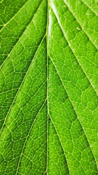 Grön jordgubbsblad närbild på en vit bakgrund. Makro vener — Stockfoto