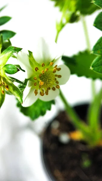 Κοντινά πλάνα φράουλα λουλούδι σε κατσαρόλα. Μη ώριμο βατόμουρο. Μακροεντολή σε λευκό φόντο — Φωτογραφία Αρχείου