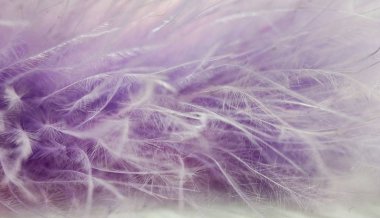 Pembe ve mor küçük tüyler beyaz arka plan üzerinde yakın çekim