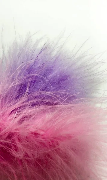 Pink and purple small feathers close-up on white background — Stock Photo, Image