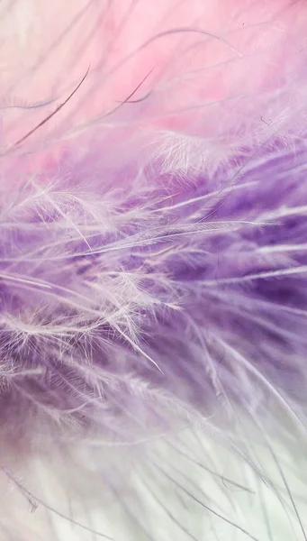 Pink and purple small feathers close-up on white background — Stock Photo, Image