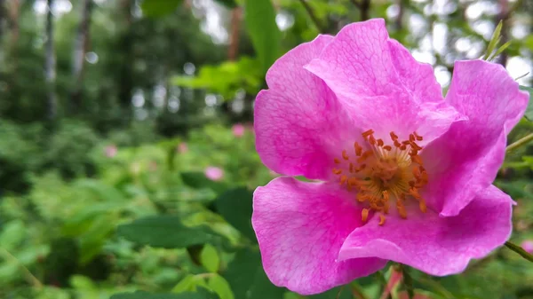 Ροζ λουλούδια από τριαντάφυλλα σκύλου ή τριαντάφυλλο ισχίου σε πράσινα φύλλα φόντο κοντινό — Φωτογραφία Αρχείου