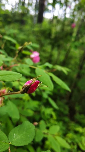 Pink Bud flores de rosas de perro o rosa mosqueta sobre hojas verdes de fondo de cerca — Foto de Stock