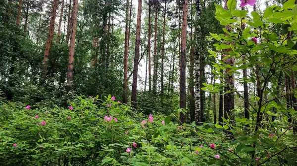Уральский лесной пейзаж. Лето зеленые деревья, лесные цветы в облачный день — стоковое фото
