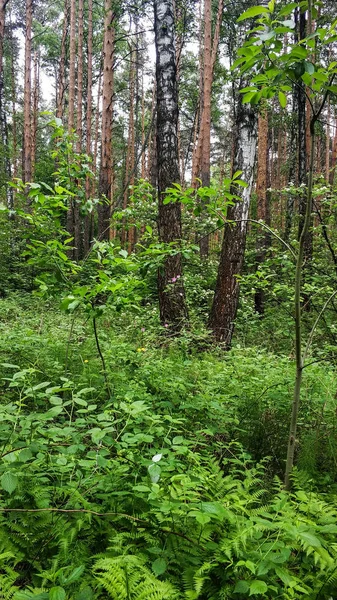 Уральский лесной пейзаж. Лето зеленые деревья, лесные цветы в облачный день — стоковое фото