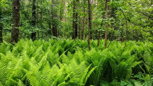 Bilhetes de samambaia verde jovem na floresta no fundo das árvores. A natureza dos Urais na Rússia — Fotografia de Stock