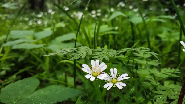Λευκά λουλούδια ανεμώνη Anemone nemorosa σε μια άγρια φύση. Στο φόντο της πράσινης βλάστησης των φύλλων closeup — Φωτογραφία Αρχείου