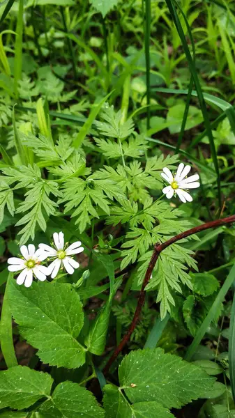 흰 꽃들은 야생에서 말미잘의 기억 기관을 anemone anemone nemorosa 입니다. 푸른 잎들이 뒤엉켜 있는 곳을 배경으로 — 스톡 사진