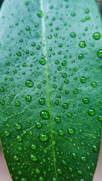 Grönt blad av Hemlagad litchi träd i vatten droppar nära upp mot andra växter — Stockfoto