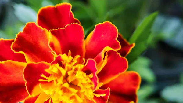 Kadife çiçeği closeup Yeşil yaprakların arka planda Turuncu-kırmızı renk — Stok fotoğraf