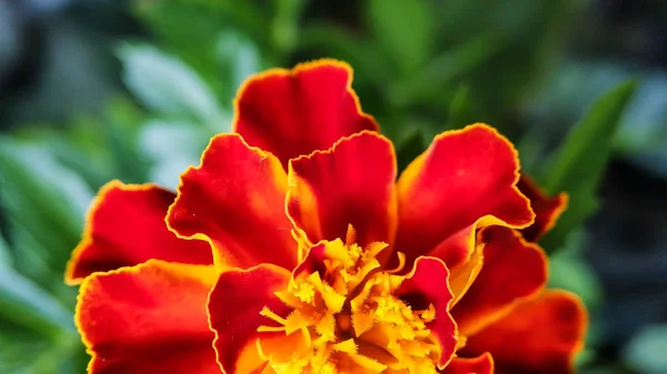 Kwiaty Marigold zbliżenie pomarańczowy-czerwony kolor na tle zielonych liści — Zdjęcie stockowe