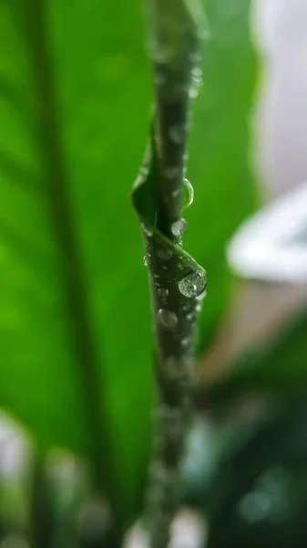 Groene jonge Sprout van een plant Spathiphyllum in water druppels close-up. Voor cover, achtergrond. — Stockfoto