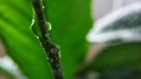 Green young sprout of a plant spathiphyllum in water drops close-up. For cover, background. — Stock Photo, Image