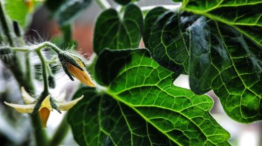 Yeşillik arka plan karşı domates yakın çekim sarı çiçekler. Ev çiftliği, bahçe, sera