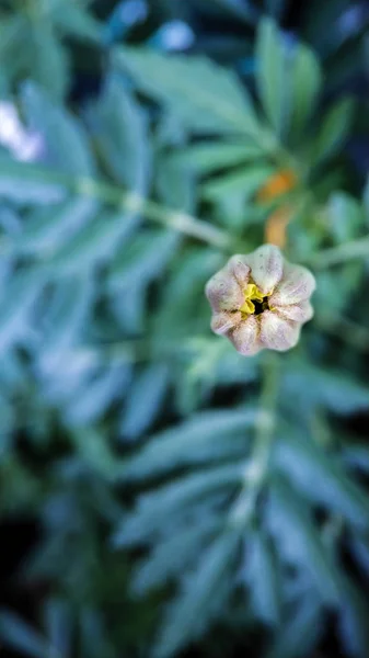 Brotes sin abrir de caléndulas de primer plano sobre un fondo de follaje verde —  Fotos de Stock