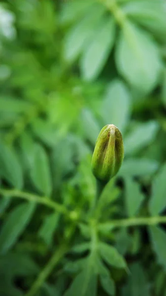 Marigolds nem megnyitott rügyek közelről, a zöld lombozat háttere ellen — Stock Fotó